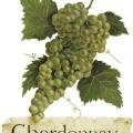 CHARDONNAY - víno ričkona t