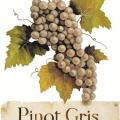 PINOT GRIS - víno na tričko