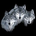 3 VLCI vlk na tričku