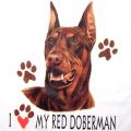 DOBERMAN RED